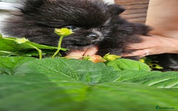Pomeranian dogs for sale: BLACK ** POMERANIAN PUPPIES FOR SALE - Image 4
