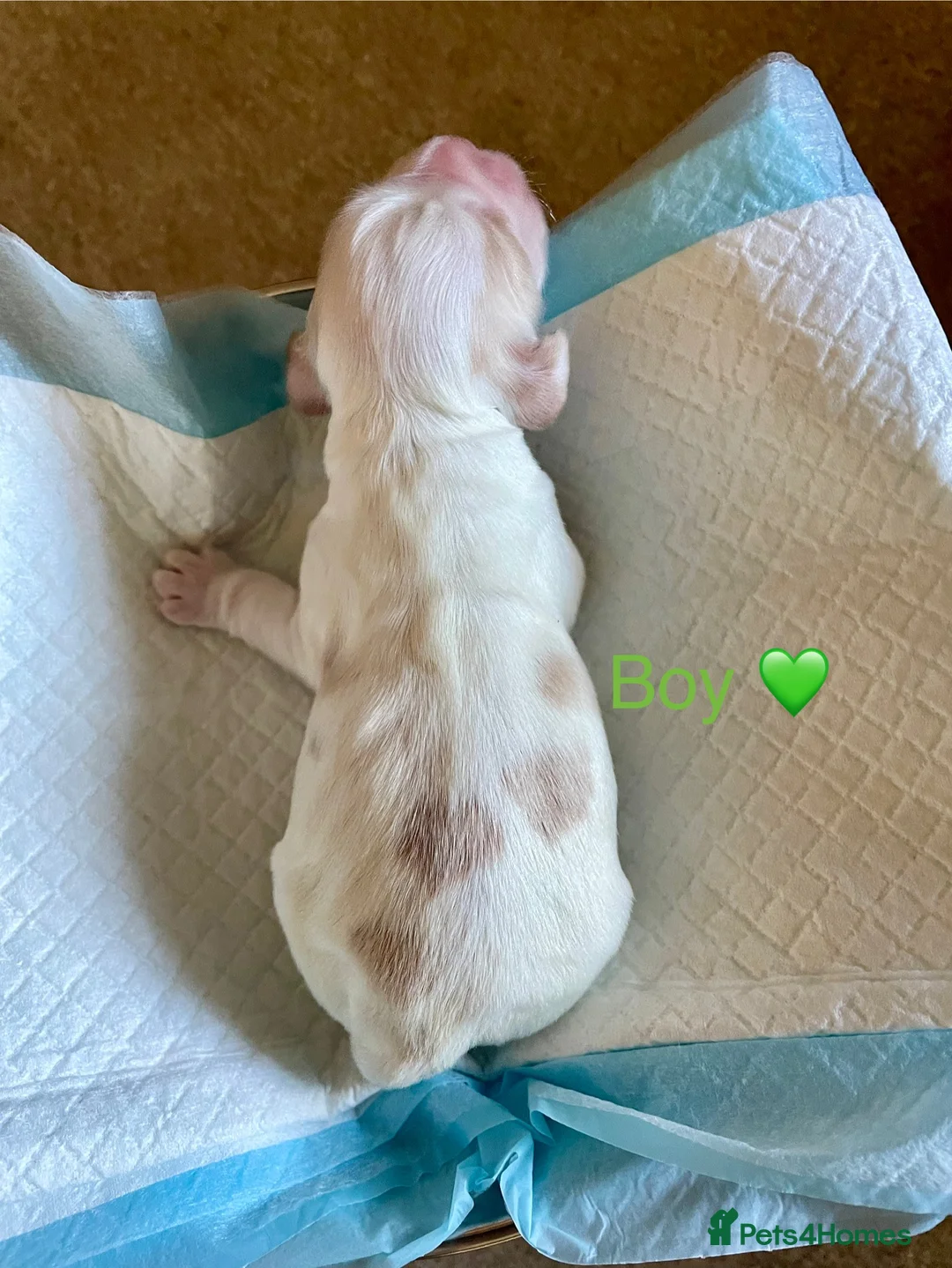 Cocker Spaniel dogs for sale: Gorgeous pair of pups remaining  - Advert 20