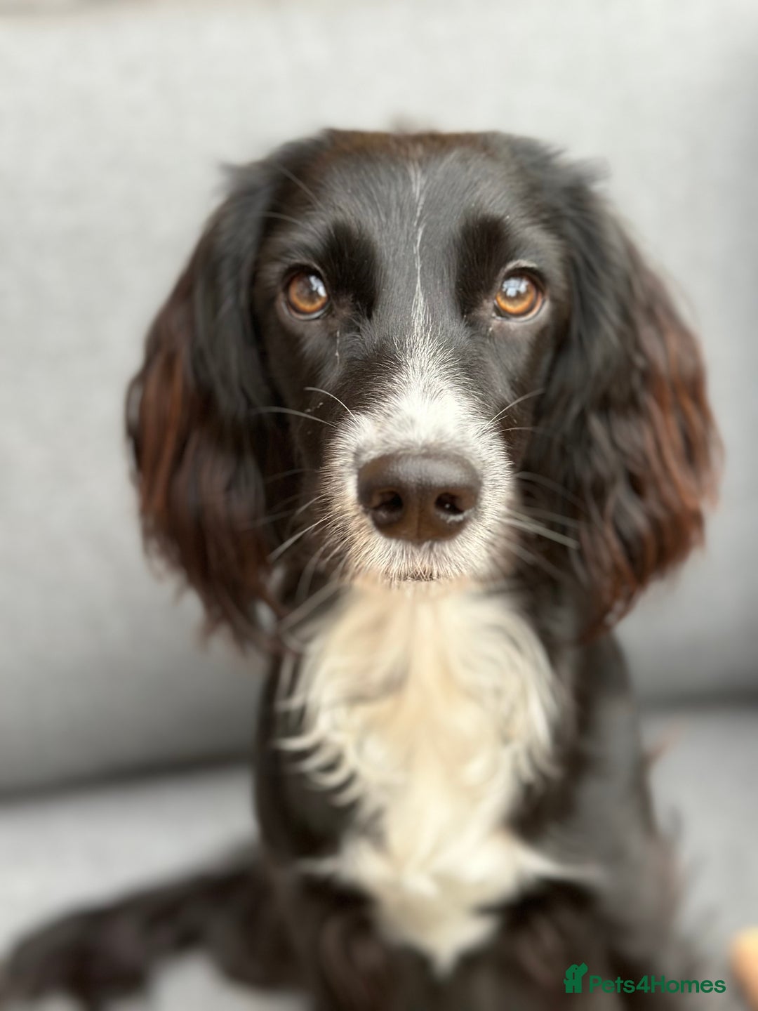 Cocker Spaniel dogs for sale: Stunning KC Registered Working Cocker spaniels. - Image 11
