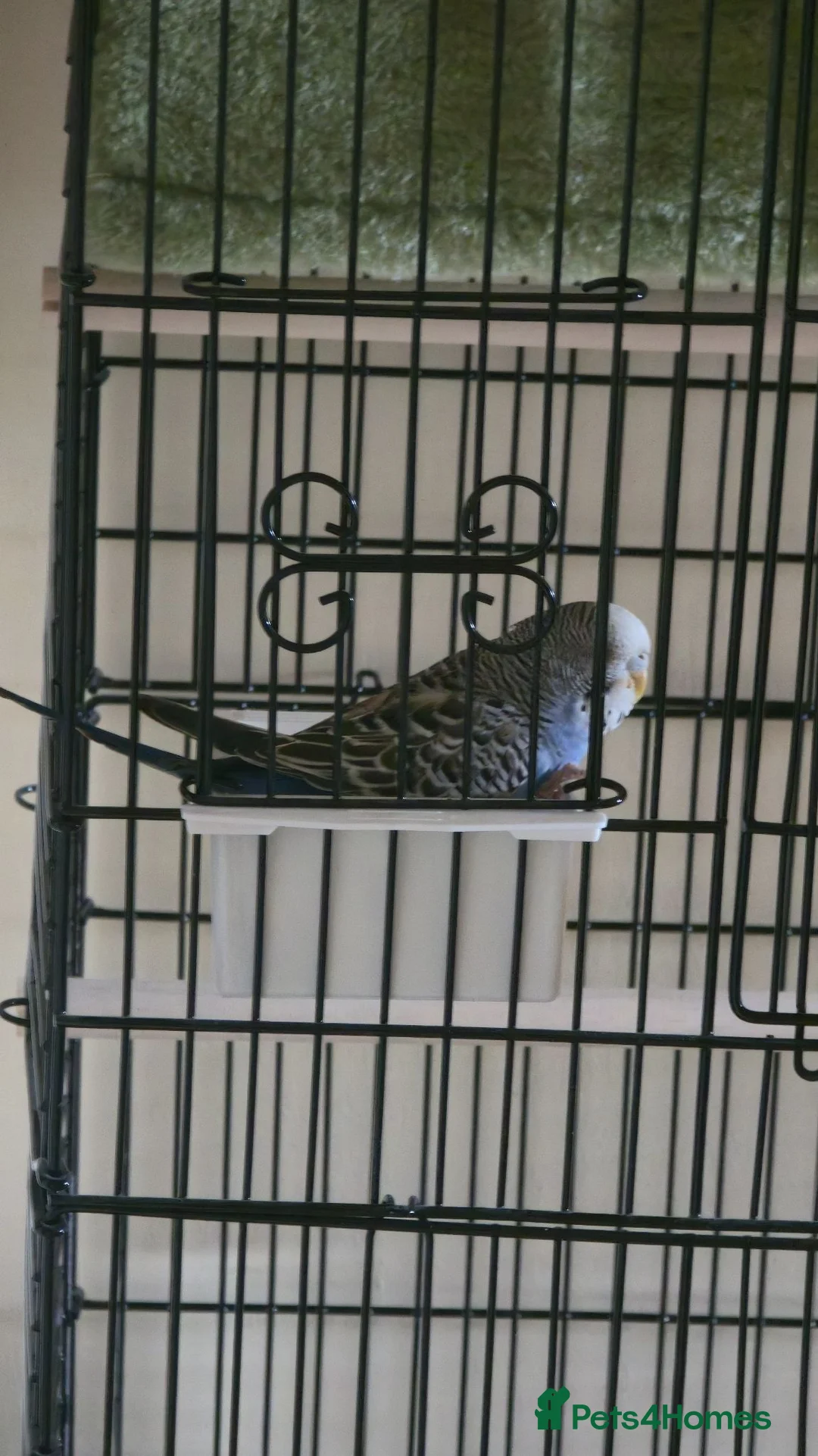Budgerigars birds for sale: Blue budgie in Littlehampton - Advert 2