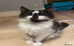 Mixed Breed cats for sale: Super friendly mixed kitten for sale. - Image 2