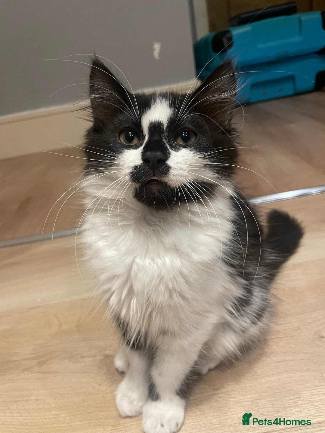 Mixed Breed cats for sale: Super friendly mixed kitten for sale. - Image 2