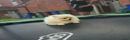 Pomeranian dogs for sale: Super fluffy small cream sable pomeranians - Advert 10