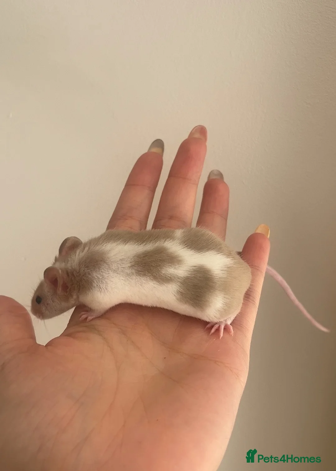 Mouse rodents for sale: Fancy mice for homes  - Advert 9