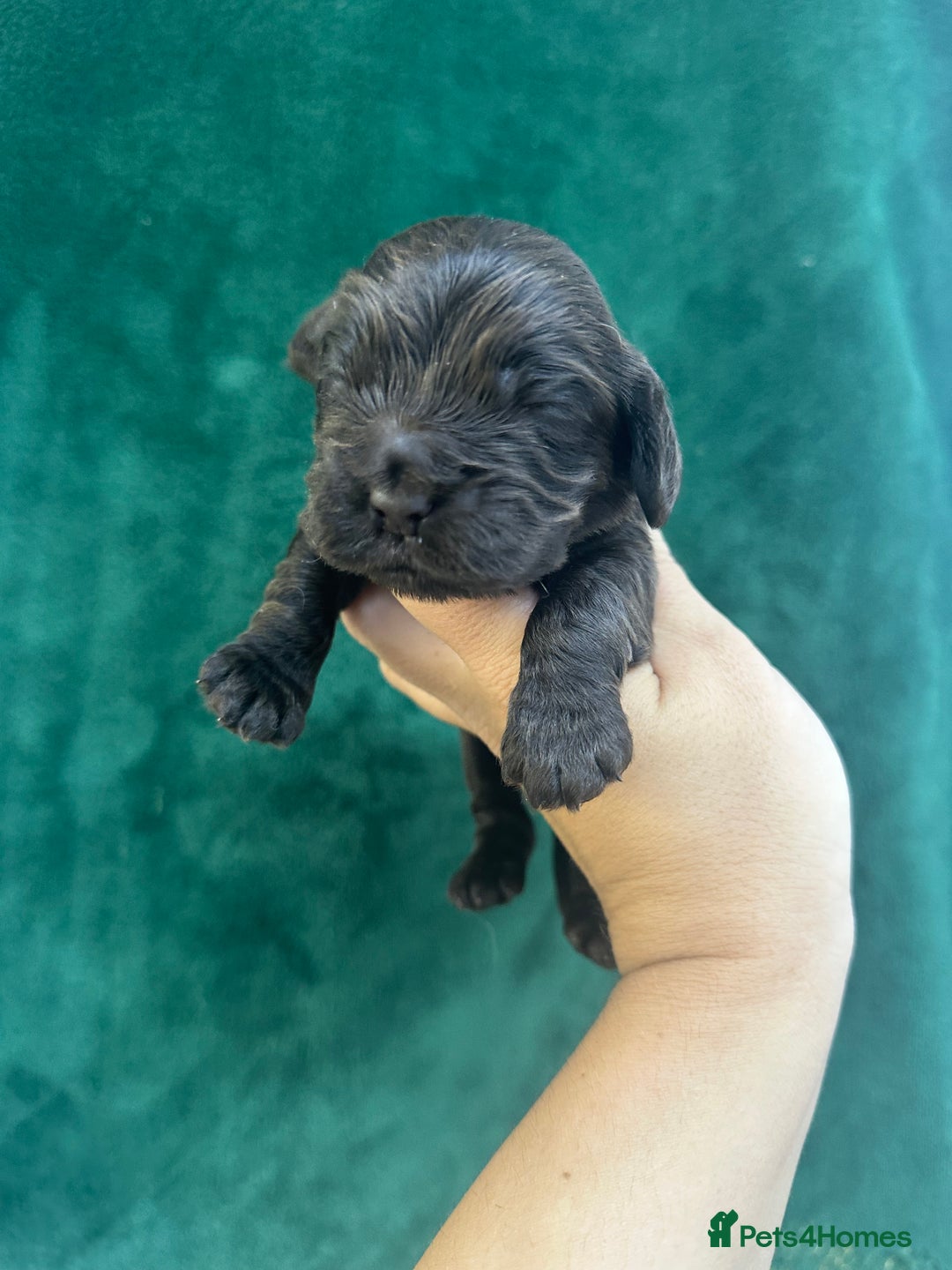 Cocker Spaniel dogs for sale: VERY SPECIAL SOLID CHOCOLATE SHOW TYPE MALE - Image 4