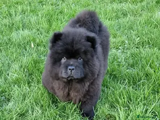 Chow Chow dogs Kc reg chow chow pups - Advert 1