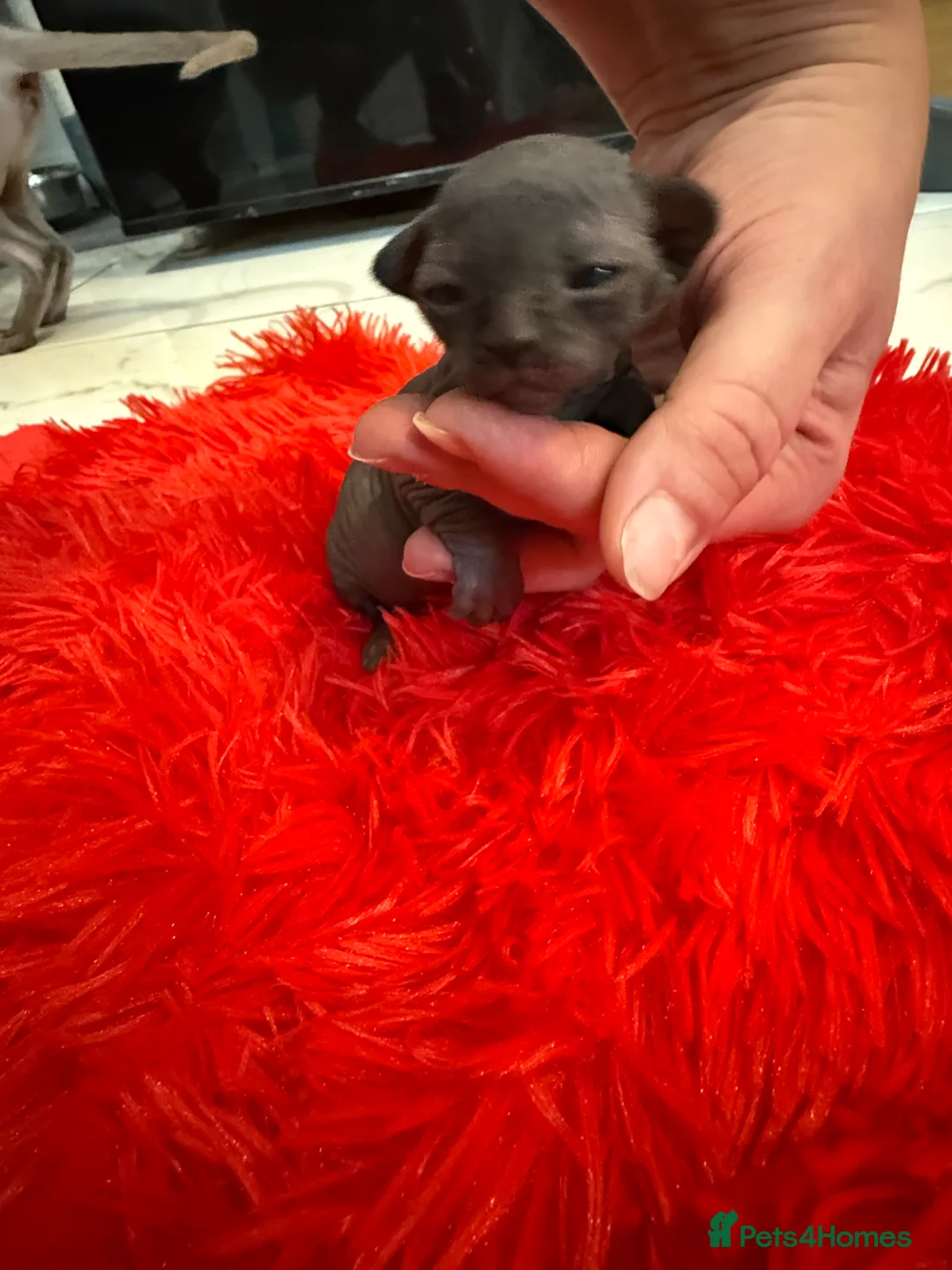 Sphynx cats for sale: Beautiful Spynx kittens  - Advert 10