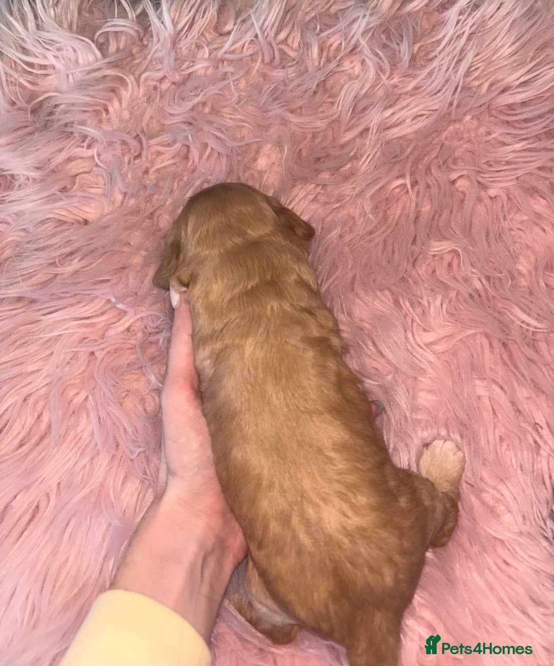 Cocker Spaniel dogs for sale: Beautiful Cocker Spaniel Puppy’s  - Advert 5