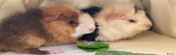 Guinea Pig rodents for sale: Bonded teddy x Abyssinian males - Advert 11