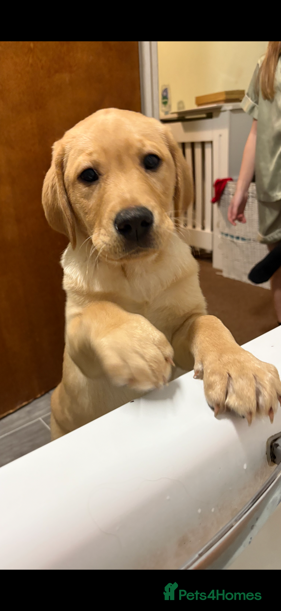 Labrador Retriever dogs for sale: Full Labrador puppy  - Advert 1