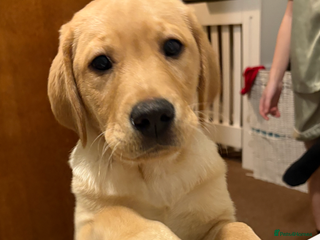 Labrador Retriever dogs Full Labrador puppy - Advert 1