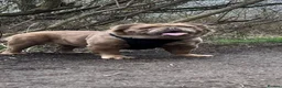 English Bulldog dogs for sale: READY TO LEAVE Fluffy English Bulldog Puppies - Advert 14