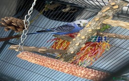 Budgerigars birds for sale: 2 budgies with cage and toys - Image 5