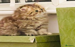 Persian cats for sale: Pure Persian golden kitten ( Persian ) in Isleworth - Image 1