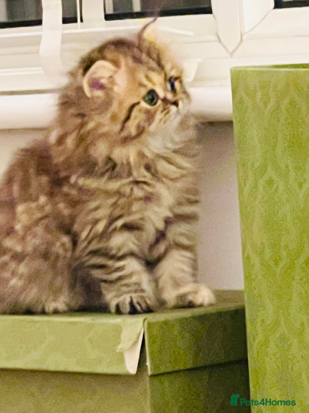 Persian cats for sale: Pure Persian golden kitten ( Persian ) in Isleworth - Image 1