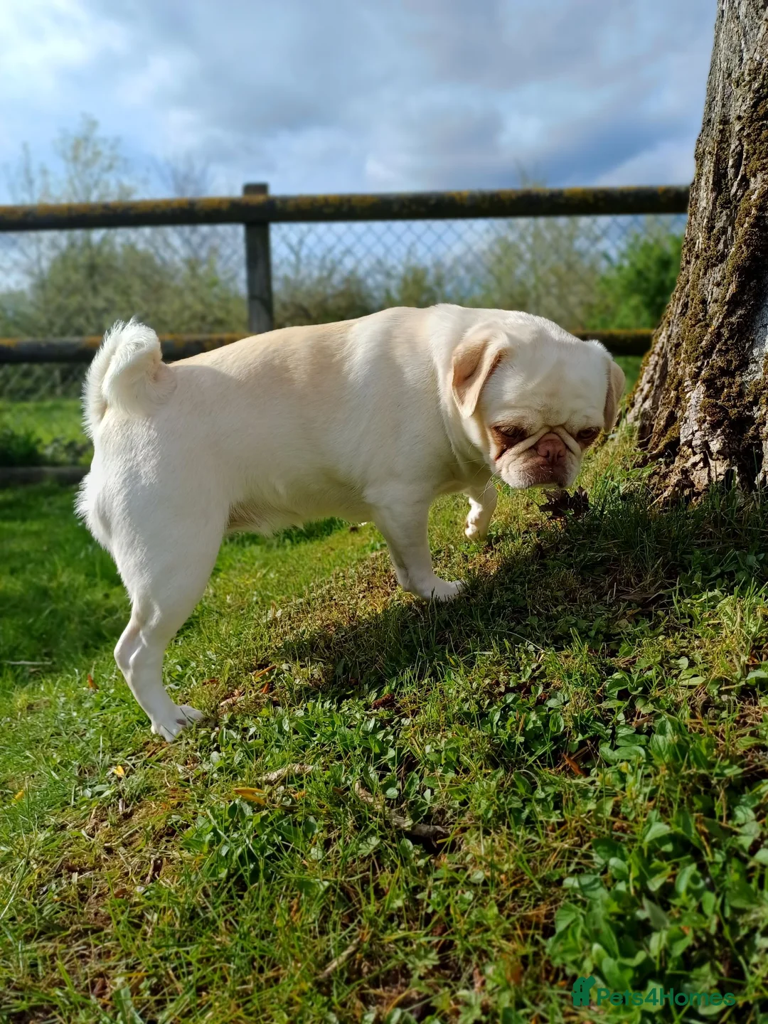 Pug dogs for sale: Pug girl looking for the right home - Advert 5