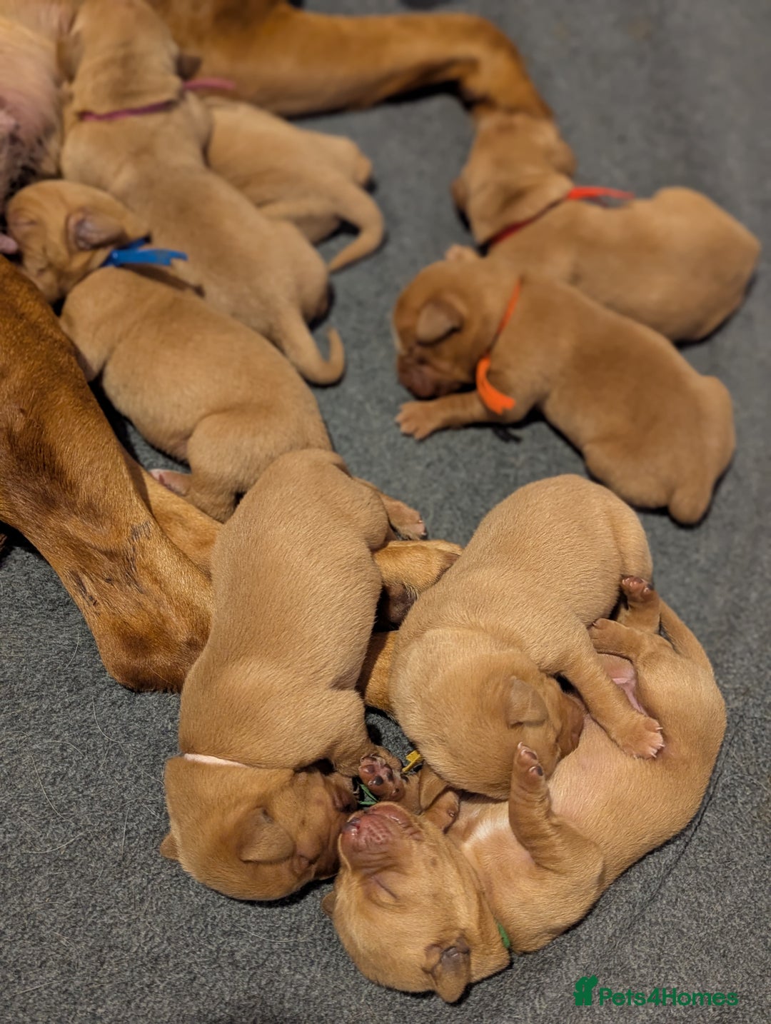 Labrador Retriever dogs for sale: Fox Red Working Labrador Retriever Puppies - Advert 17