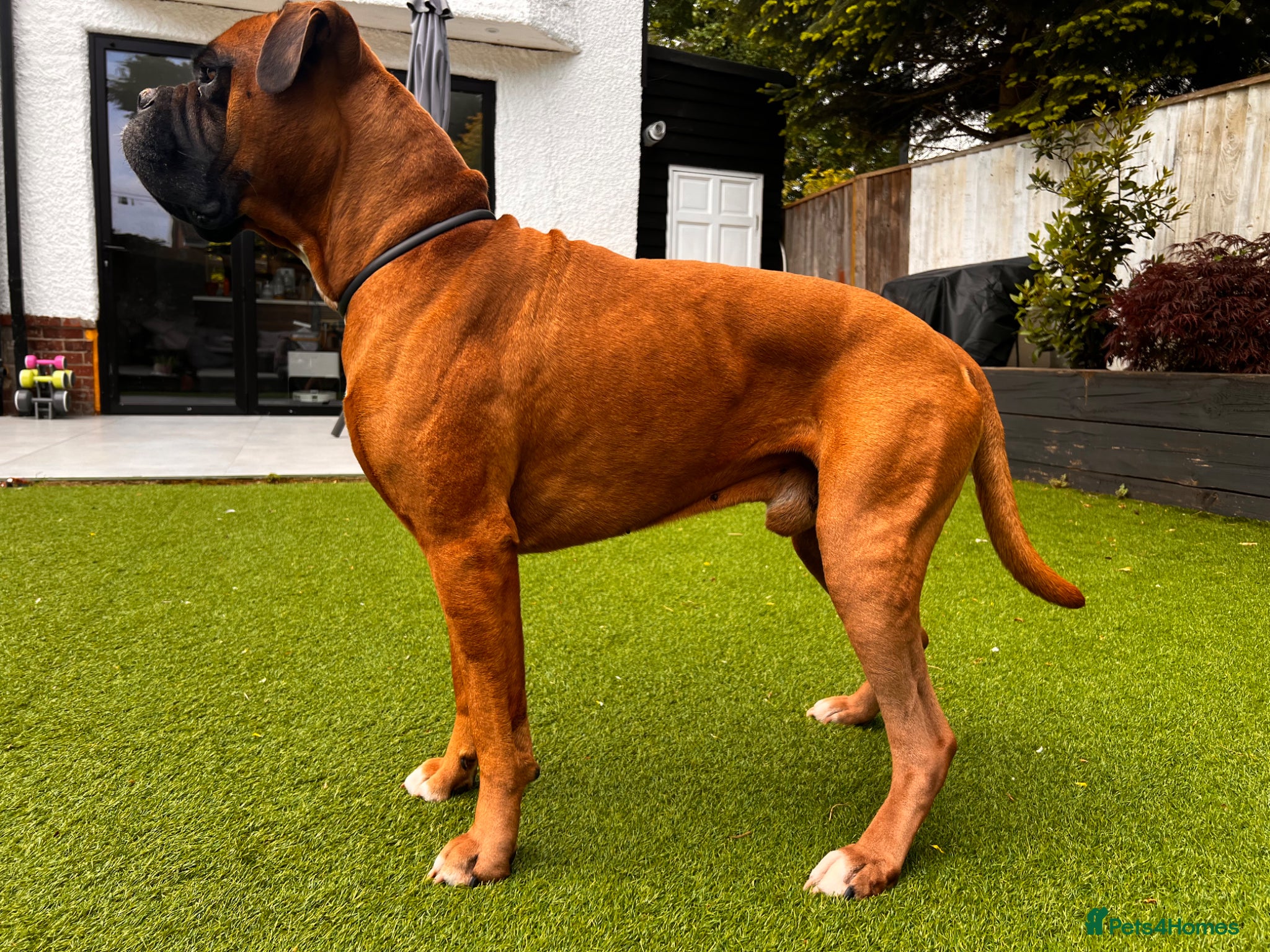 Boxer dogs Handsome Purebred Boxer – Puppy Back Deal Offered - Advert 20