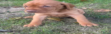 Hungarian Vizsla 5