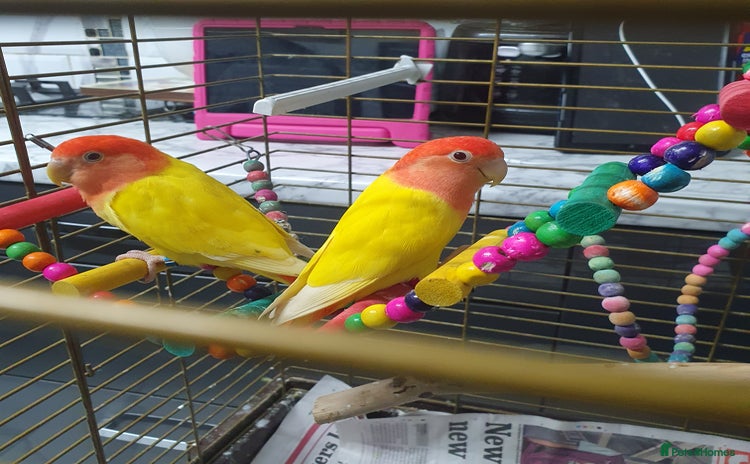 Lovebirds birds - Advert 1