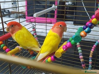 Lovebirds birds - Advert 8