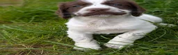 Sprocker dogs for sale: Stunning sprocker puppies  in Lichfield - Advert 3