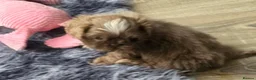 Shih Tzu dogs for sale: Amazing imperial shih tzu puppies ready now - Advert 13