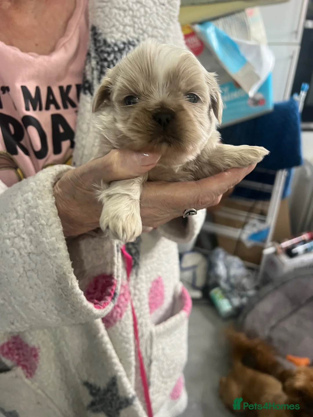 Shih Tzu dogs for sale: Stunning imperial Shih Tzu pups in Newcastle upon Tyne - Advert 2