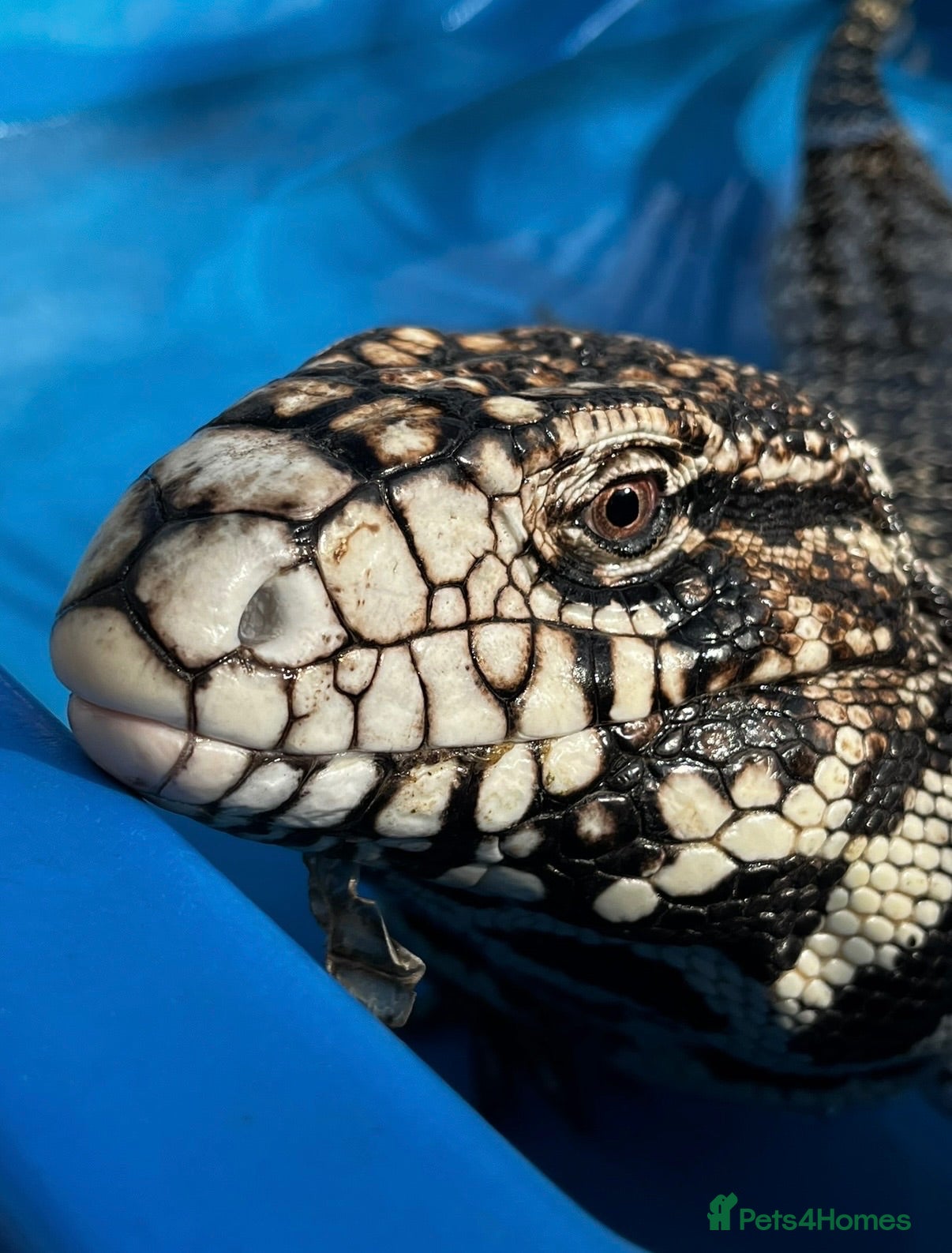 Lizard reptiles Stunning black and white tegu - Advert 1