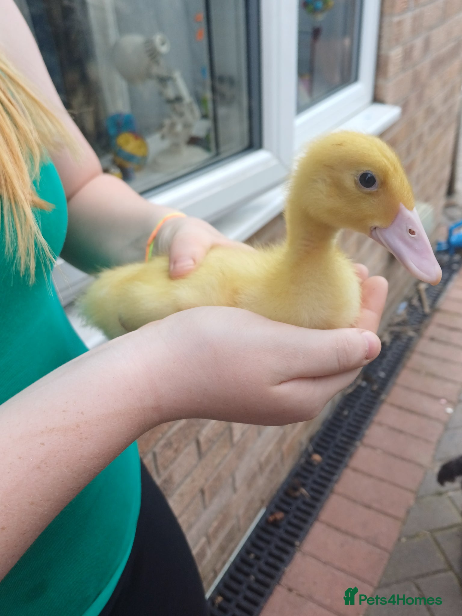 Ducks poultry Runner ducklings  - Advert 1