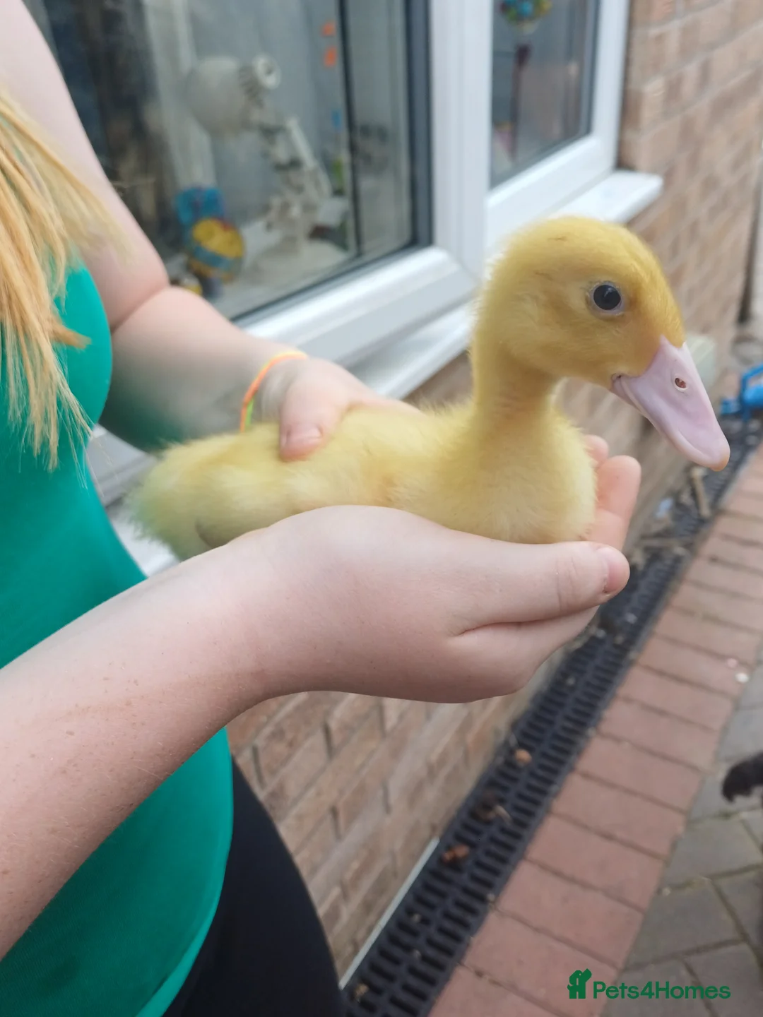 Ducks poultry for sale: Runner ducklings  - Advert 1