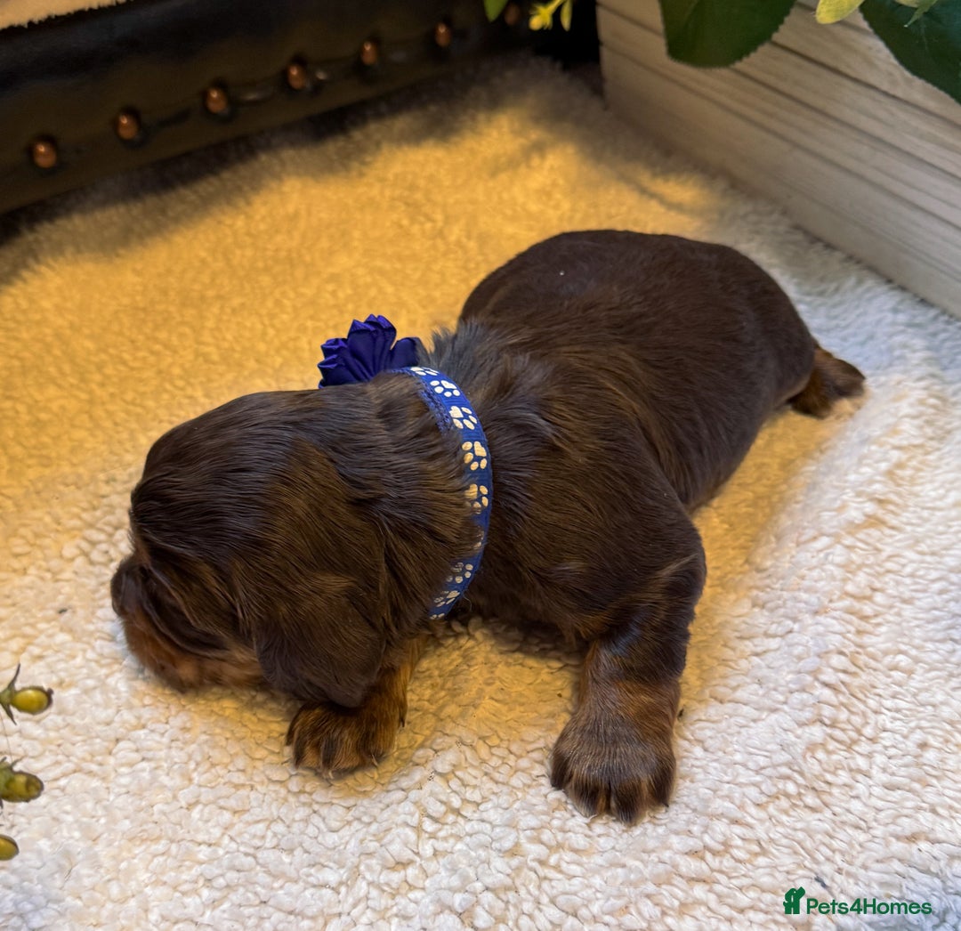 Cocker Spaniel dogs for sale: stunning chocolate and tri kc cocker spaniels - Advert 13