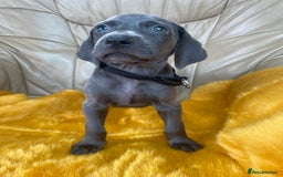 Weimaraner dogs for sale: KC Weimaraner puppies  - Image 7