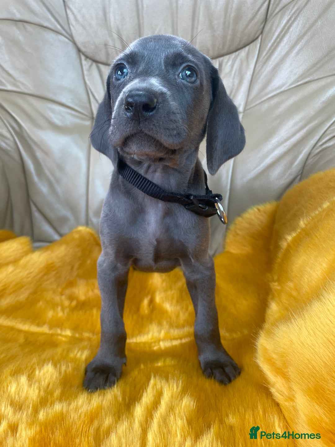 Weimaraner dogs for sale: KC Weimaraner puppies  - Image 7