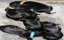 Cockapoo dogs for sale: Stunning F1B Show Cockapoo LAST TO RESERVE - Image 14
