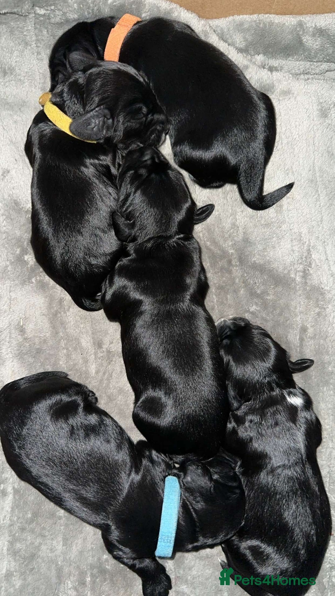 Cockapoo dogs for sale: Stunning F1B Show Cockapoo LAST TO RESERVE - Image 14