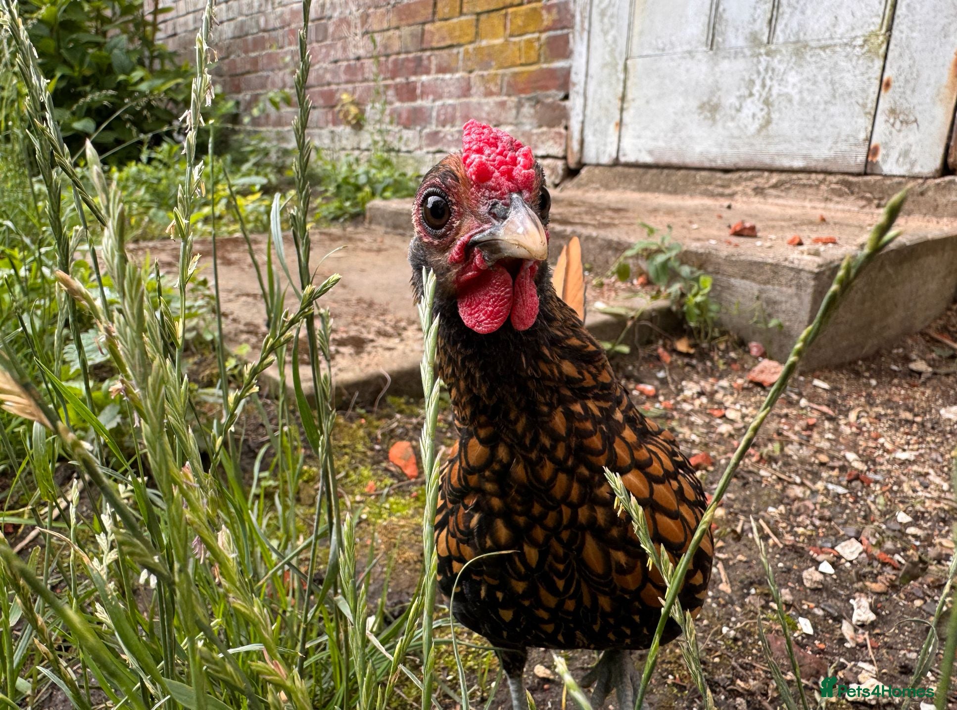 Chickens poultry Sebright Bantam Cockerel  - Advert 1