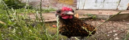 Chickens poultry for sale: Sebright Bantam Cockerel  in Bury Saint Edmunds - Advert 1
