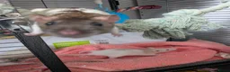 Rat rodents for sale: Make & Female baby rats looking for a loving home. in Bargoed - Advert 10