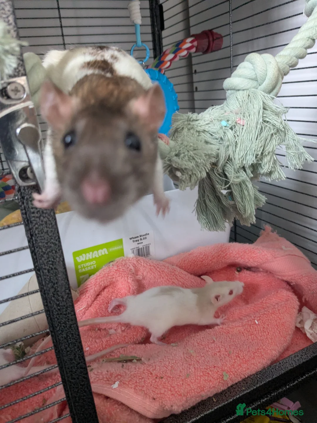 Rat rodents for sale: Make & Female baby rats looking for a loving home. in Bargoed - Advert 10