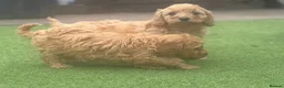 Cavapoo dogs for sale: One Male ready to leave now   - Advert 9