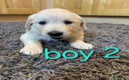 Golden Retriever dogs for sale: 🥰First Class kc Golen Retriever boys🥰 - Image 7
