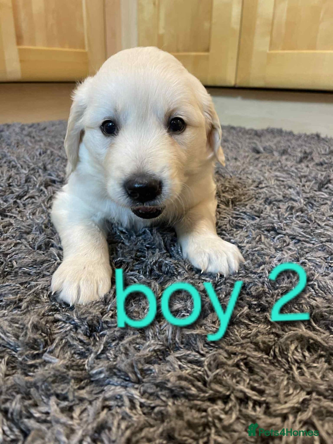 Golden Retriever dogs for sale: 🥰First Class kc Golen Retriever boys🥰 - Image 7