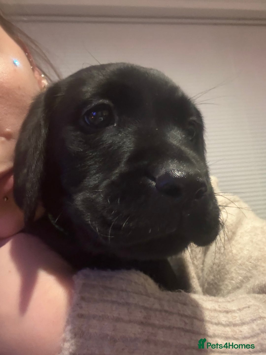 Labrador Retriever dogs for sale: Labrador puppies.  - Advert 5