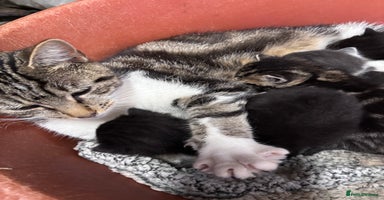 Mixed Breed cats - Advert 11