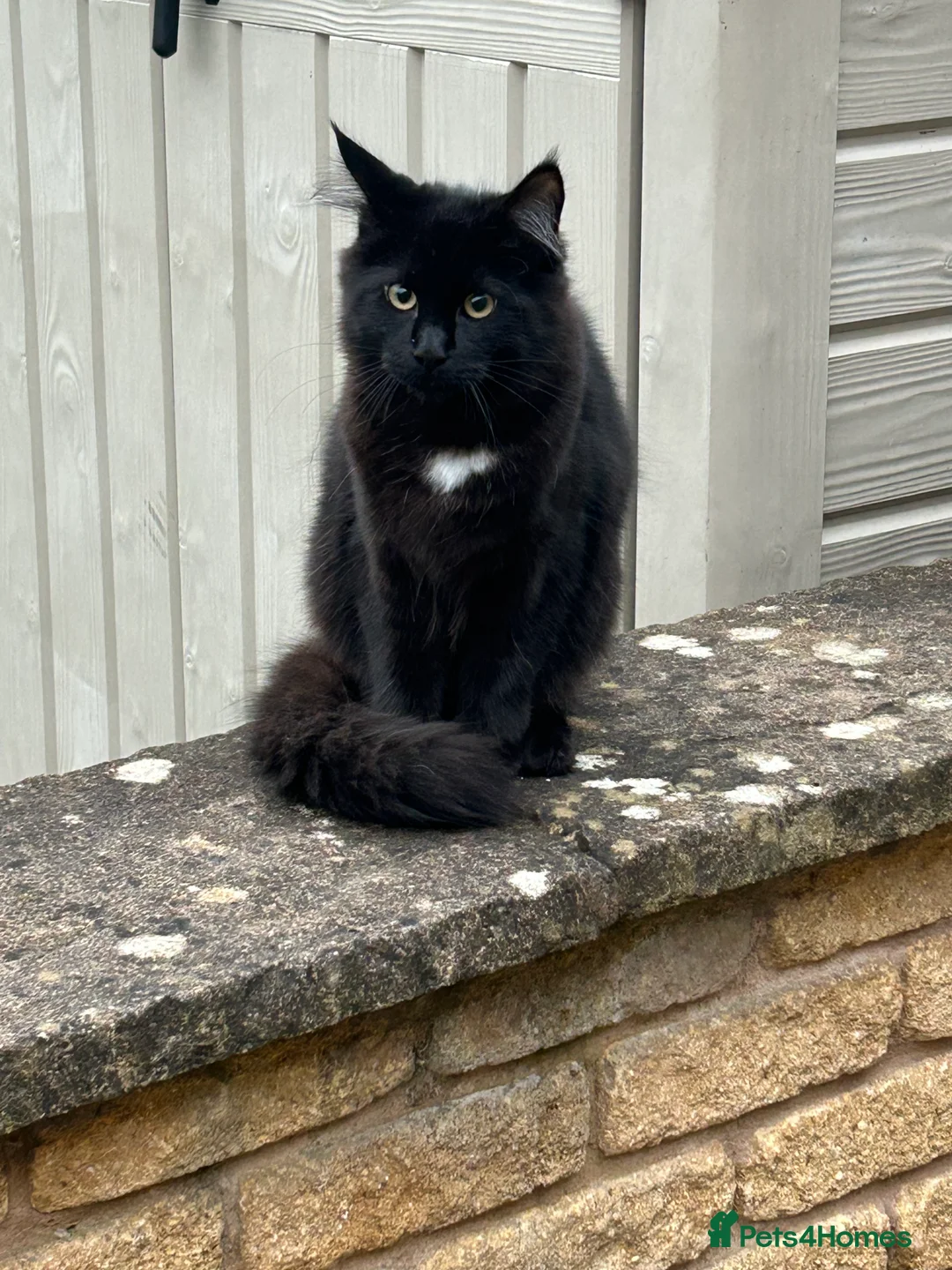 Maine Coon cats for sale: Kittens to be homed as a pair - Advert 2