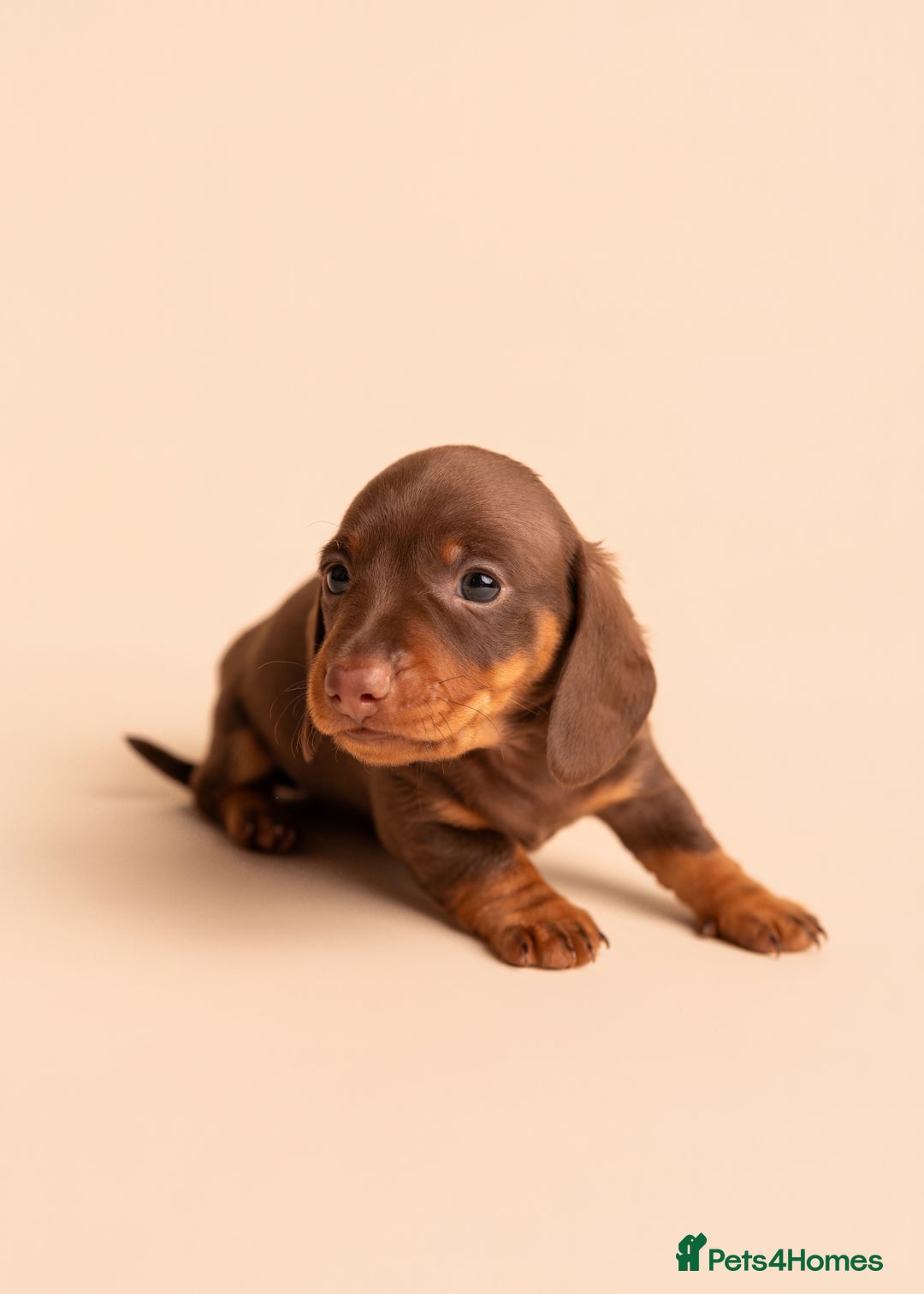 Miniature Dachshund dogs for sale: 🏆Champion KC Mini Dachshunds 0.4% COI 👌🏻 - Image 10