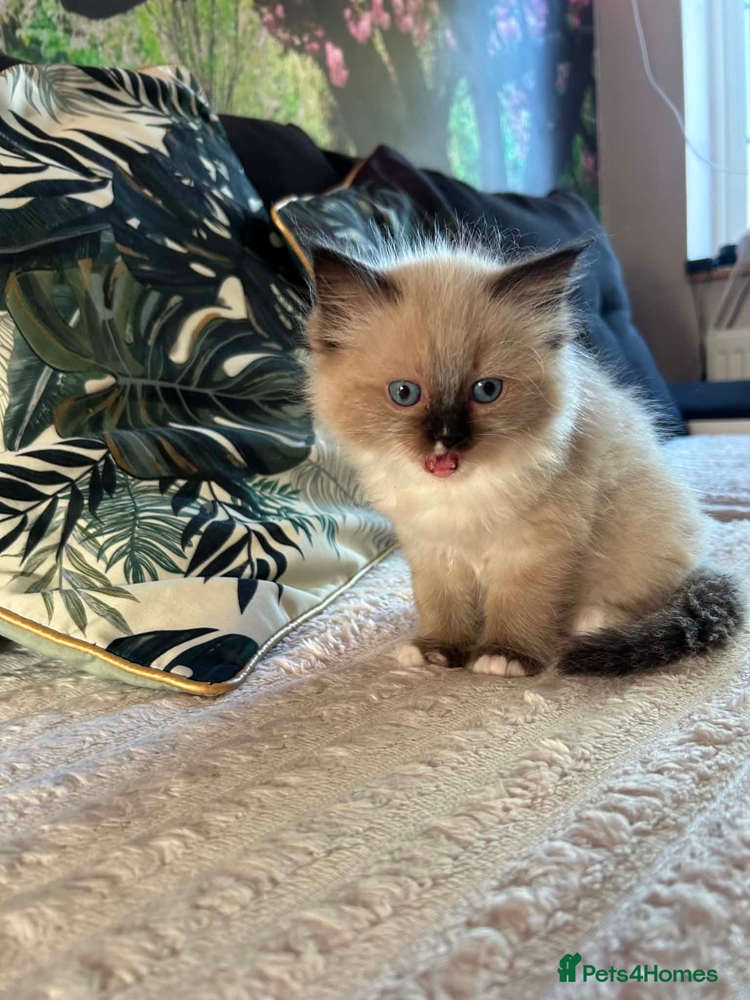 Ragdoll cats Beautiful Ragdoll Kittens Ready Soon 🐾 - Advert 5