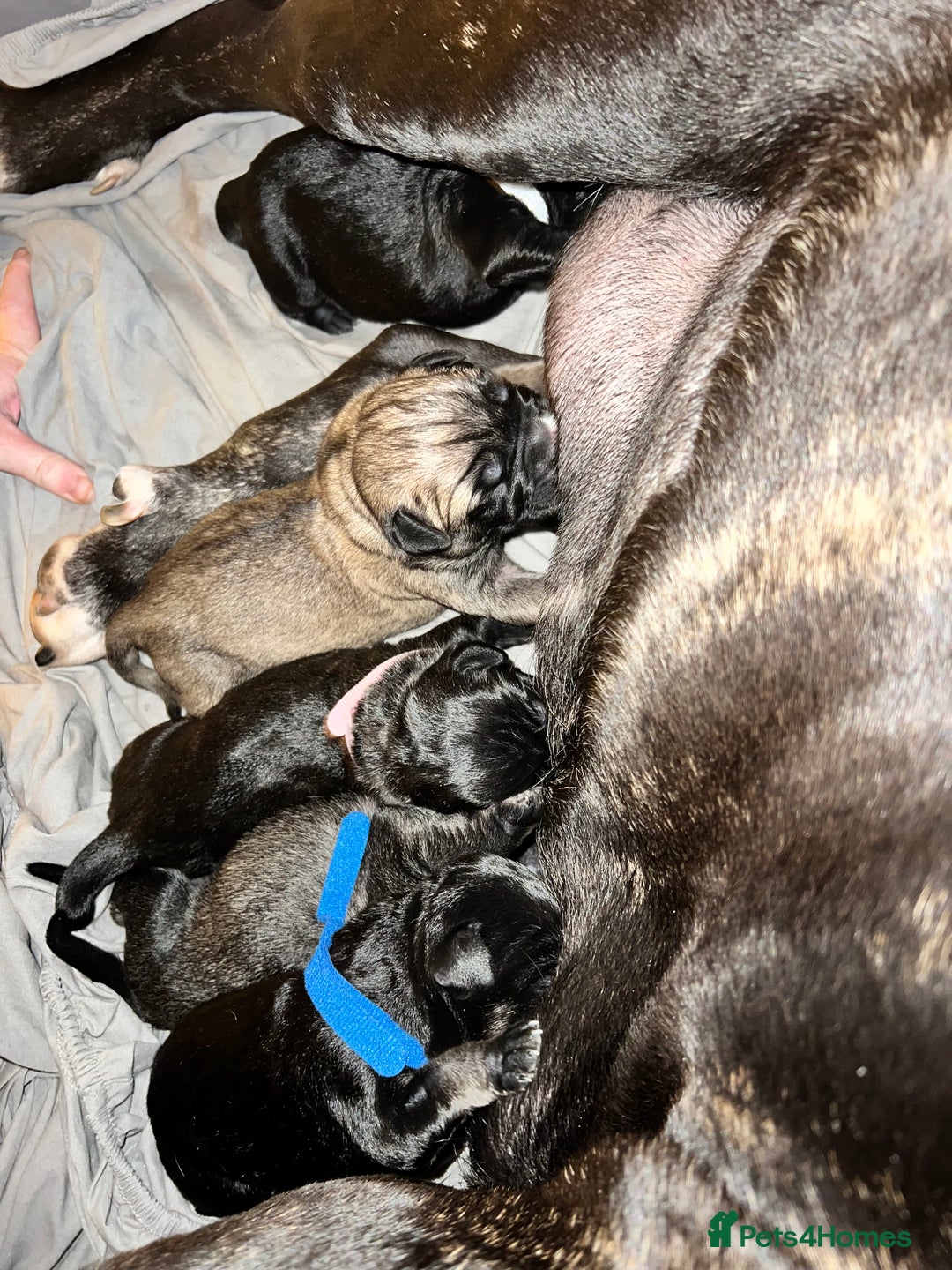 Cane Corso dogs for sale: Litter of 10 cane corso puppies family reared  - Advert 13