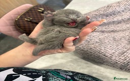 British Shorthair cats for sale: BSH kittens for sale from KC&Pedigree reg parents - Image 2